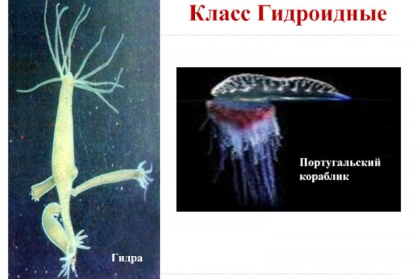 Kraken17 at сайт